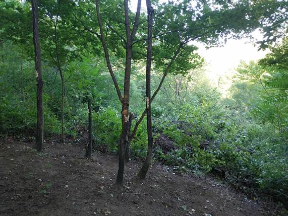 A k�pen k�lt�ri, n�v�ny, fa, erd�s�g l�that�

El�fordulhat, hogy az AI �ltal l�trehozott tartalom helytelen.